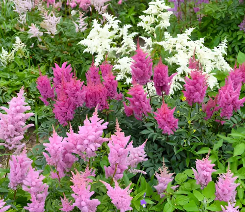 Pink and white Astilbe flowers thriving in shaded garden.