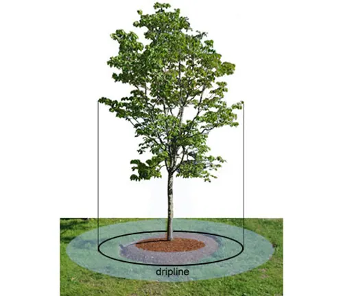 Diagram showing tree dripline for proper fence installation distance.