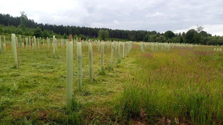 Rows of young trees planted in protective tubes in an open field, part of a tree planting activity for environmental restoration.