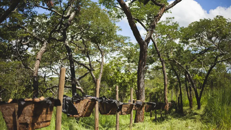 Beehives in a forest setting, demonstrating sustainable practices supported by effective forest policy.