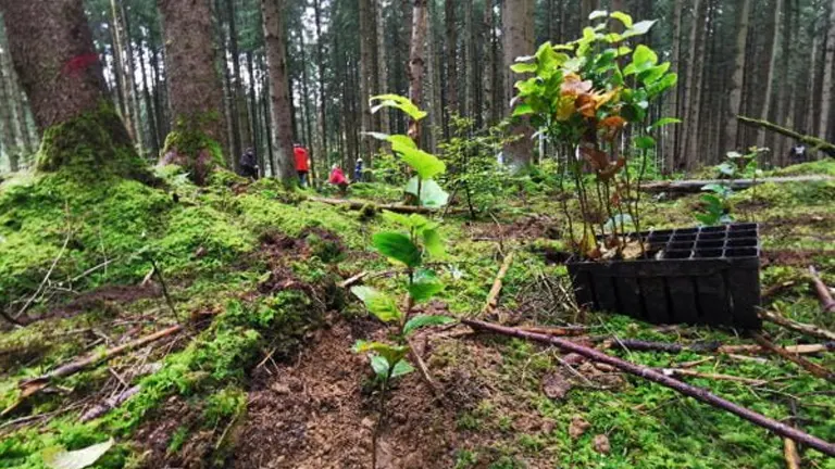 Young saplings planted in a mossy forest floor with volunteers working in the background during a tree planting activity.