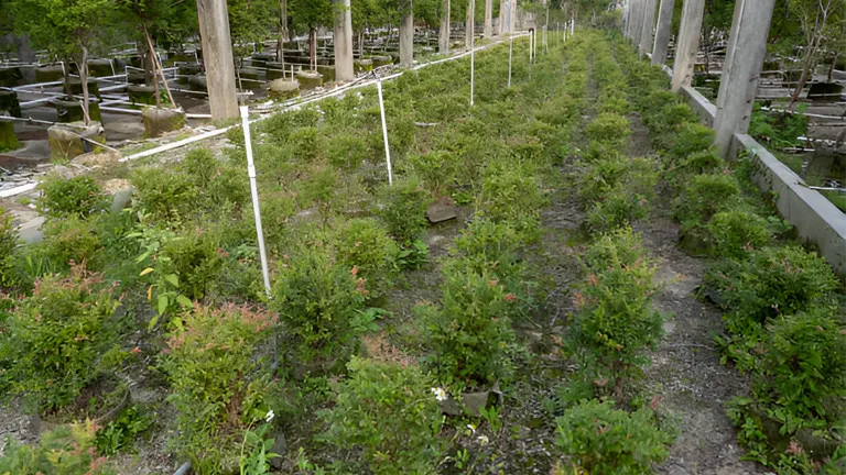 Rows of young trees in a nursery, highlighting reforestation efforts supported by effective forest policy.