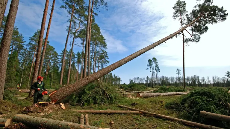 Logger cutting down a tree in a forest as part of forestry and logging operations.