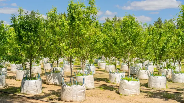 Young trees growing in large bags in an outdoor nursery, ready for a tree planting activity.