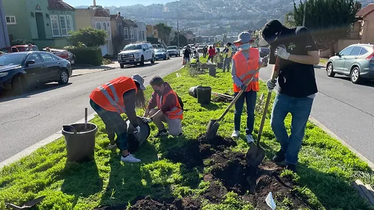 Volunteers planting trees along a city street median during a community tree planting activity.