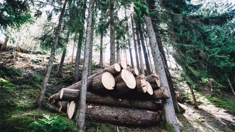 Stacked logs in a forest clearing from a logging operation.