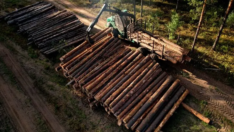 Logging machine loading stacked timber logs in a forest.