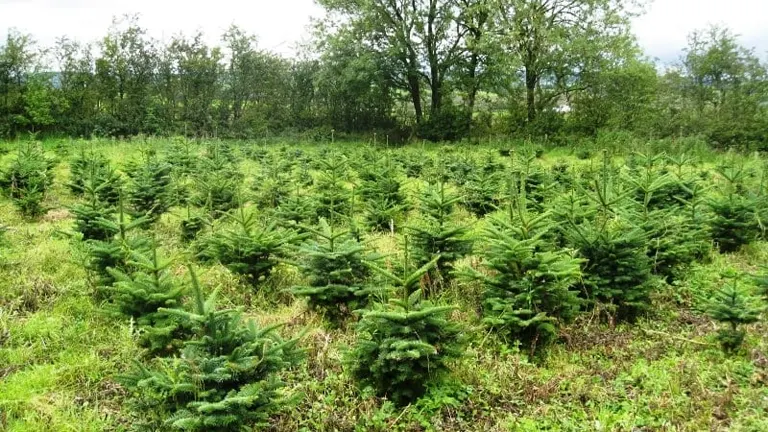 A field of young evergreen trees planted in rows as part of a tree planting activity.