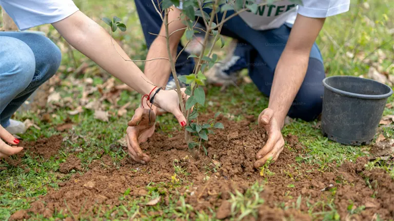 Two people planting a young tree in the soil during a tree planting activity.