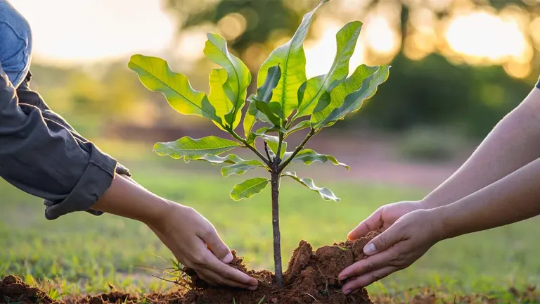 How to Plan a Successful Tree Planting Activity