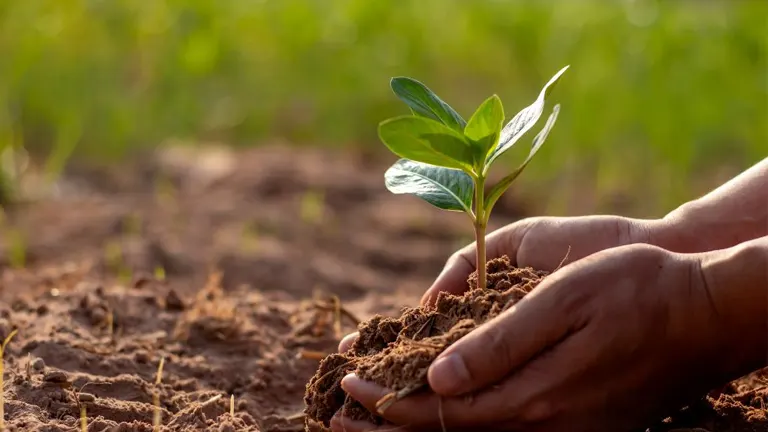 Tree Planting Instructions