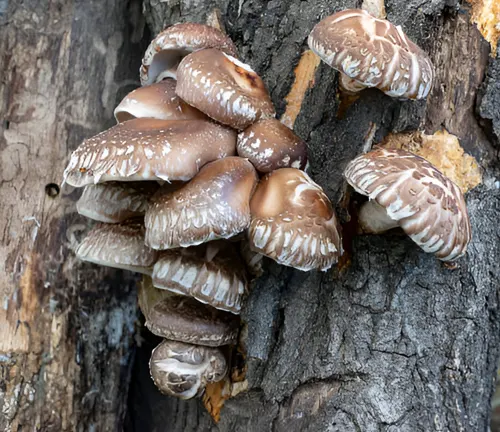 Cluster of exotic mushrooms growing on a tree trunk, illustrating forest-based mushroom farming.