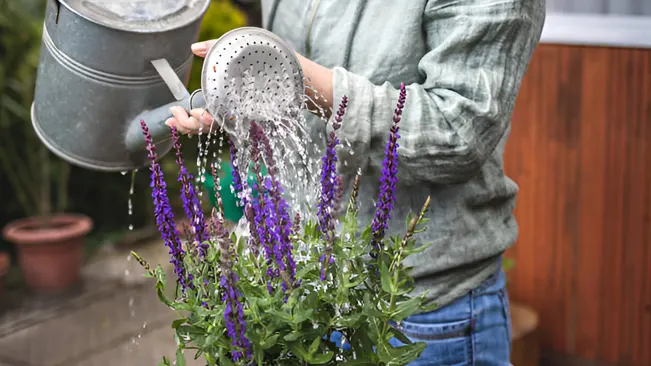 Person watering a potted lavender tree with a metal watering can