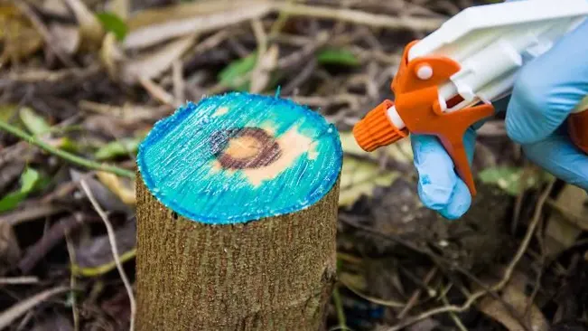 Spraying herbicide on a tree stump for removal