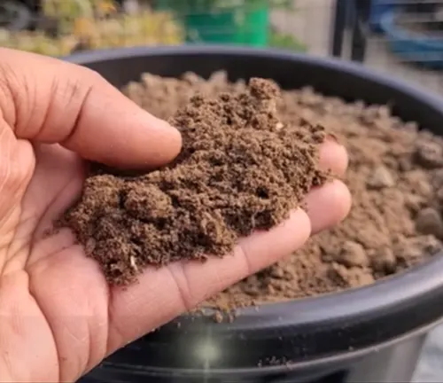 Hand holding loose soil, prepared for planting a mango seed.