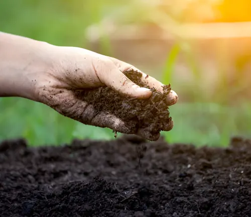 Hand holding soil, preparing for planting mimosa seeds.