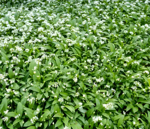 White wild garlic flowers covering a shaded garden bed.