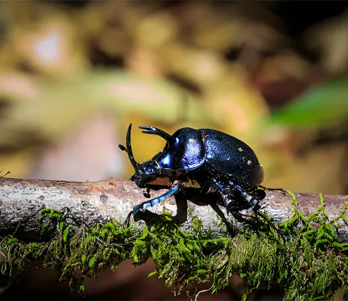 Forest Entomology