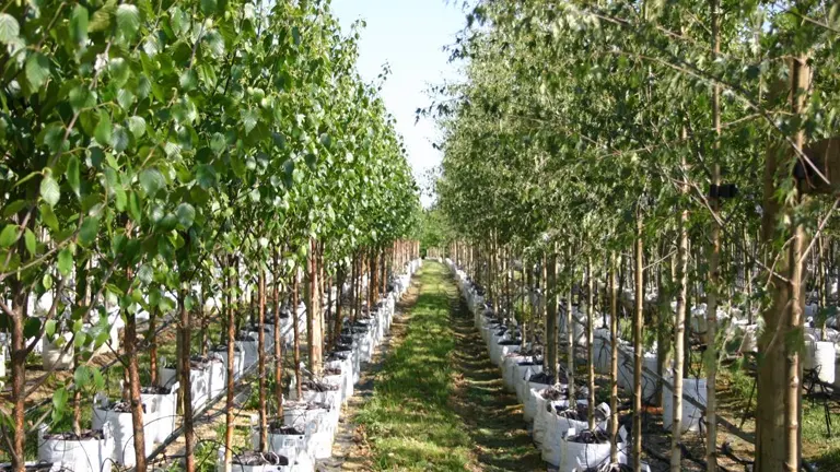 Rows of young trees planted in containers at a tree nursery, prepared for growth.