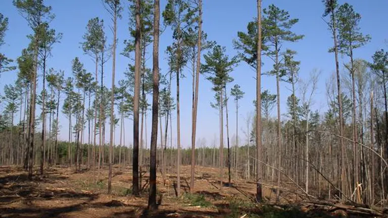 Thinned forest of tall pine trees highlighting sustainable timber investment potential.