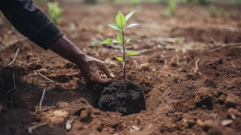 Hand planting a young tree sapling into a pre-dug hole in the soil.