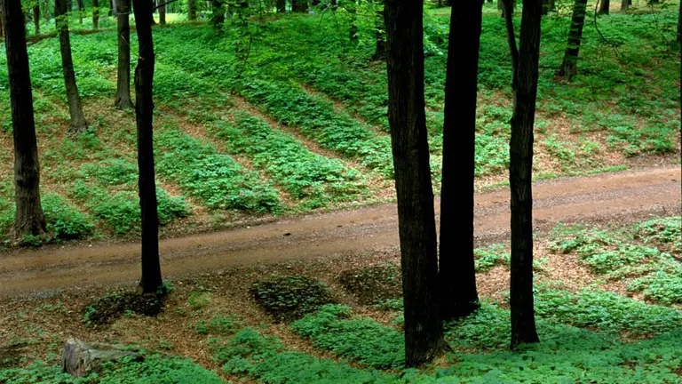 Forest landscape with a dirt path running through dense green undergrowth and tall trees, illustrating sustainable forest management practices.