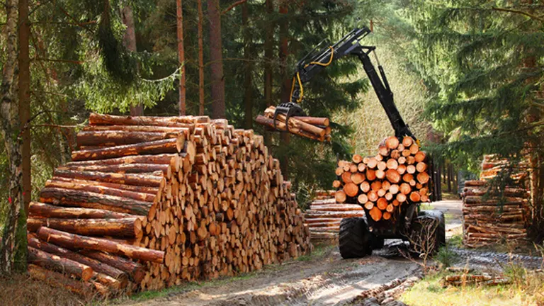 Machine loading timber logs in a forest, highlighting timber production activities.