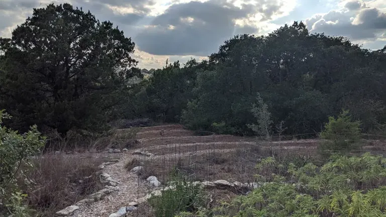 Forest area with a winding dirt path, illustrating a natural setting relevant to timber production in community forests.