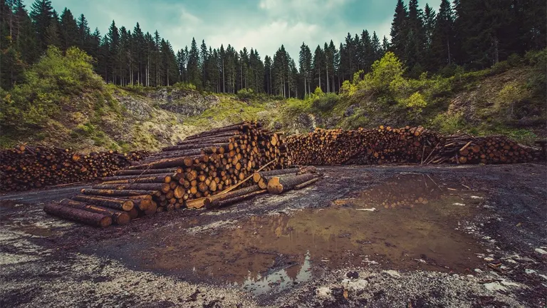 Stacks of cut timber logs in a forest clearing, highlighting timber production activities.