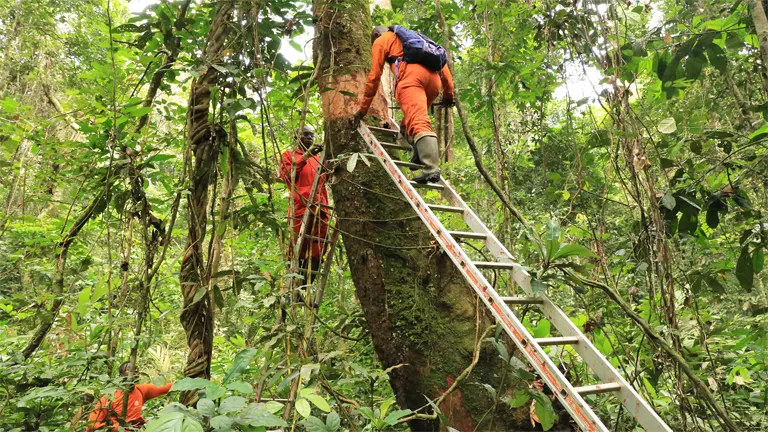 Workers in protective gear using a ladder to climb a tree in a dense forest, illustrating sustainable harvesting practices for forest-based enterprises.