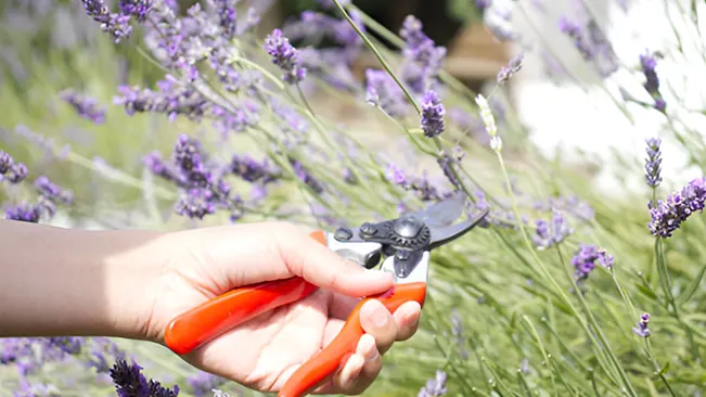 Person pruning lavender with garden shears