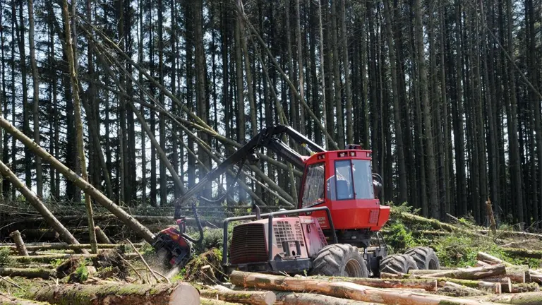 Red forestry machine processing fallen trees in a dense forest for efficient logging.