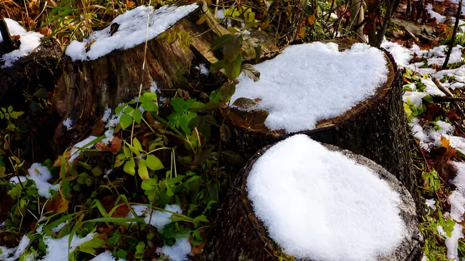 Snow-covered tree stumps in a garden