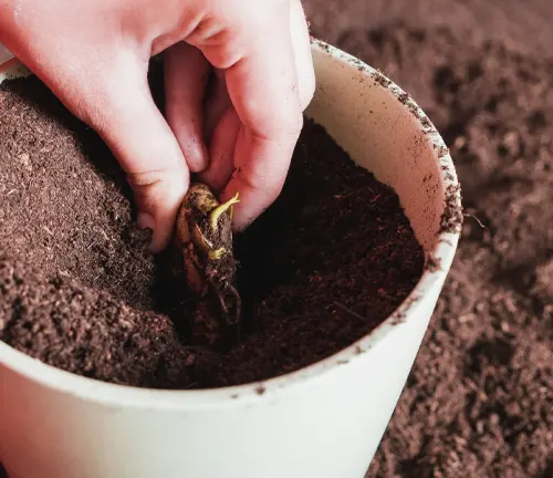 Hand planting a sprouted mango seed in soil-filled pot.