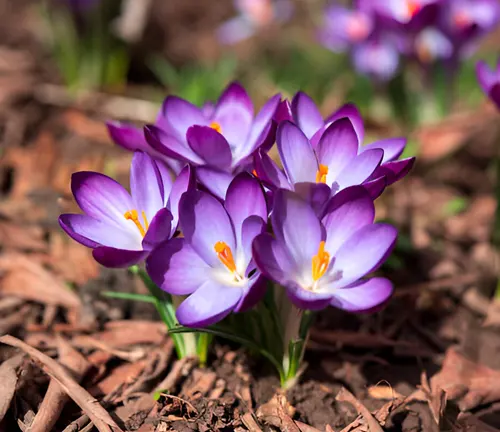 Purple crocus flowers blooming in a mulched garden bed.