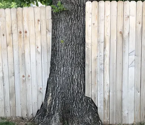 Wooden fence built around a tree trunk, showing poor installation close to the tree.