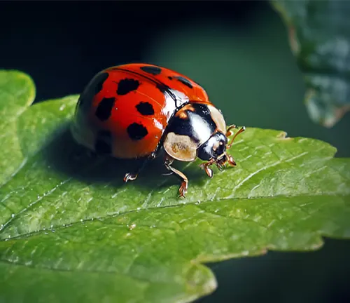 Forest Entomology