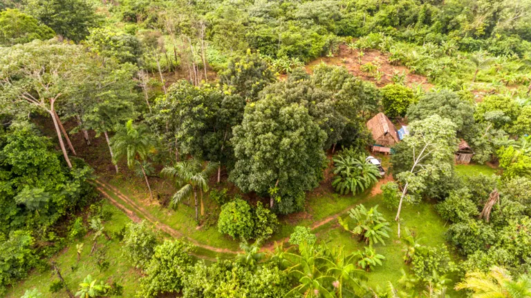 Aerial view of a small forest area with dense trees, clear pathways, and a few huts, showcasing rural land use and forest management.