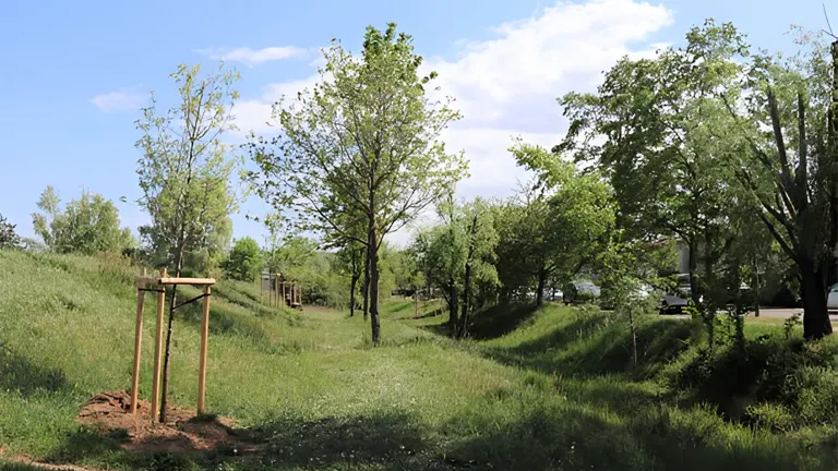 Newly planted trees in a grassy area, representing sustainable forest management practices relevant to timber production in community forests.