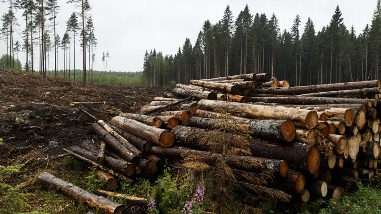 A large pile of cut timber beside a clear-cut section of forest, illustrating the relationship between large-scale logging operations, forest size, and profitability through timber production.