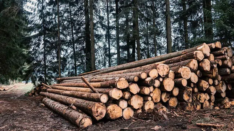 Stacked timber logs in a forest, representing raw materials for the forestry and wood products industry.