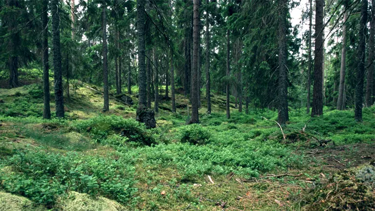 Forest Size and Profitability: 8 Key Strategies for Maximizing Returns