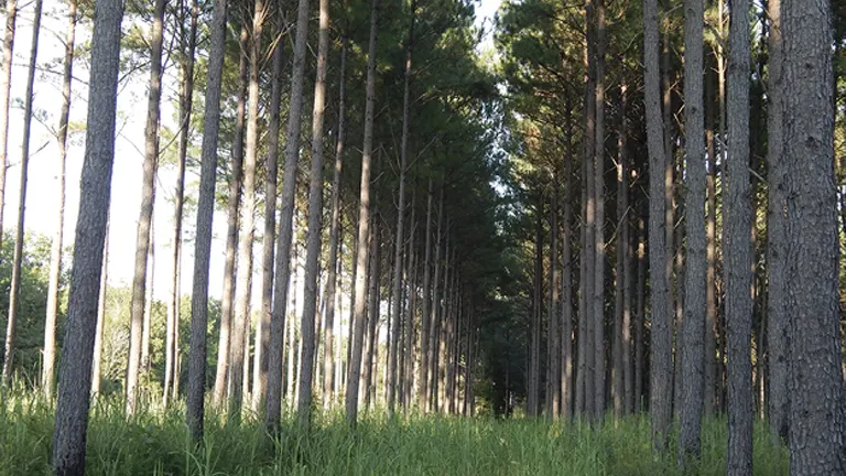 A row of evenly spaced, tall trees in a managed forest, highlighting efficient use of land for timber production, relevant to forest size and profitability.