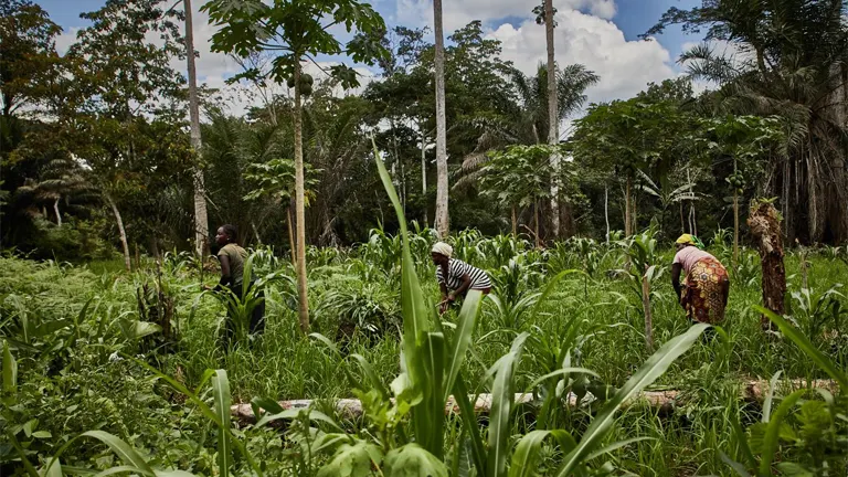 Farmers working in a dense, mixed agroforestry area surrounded by trees, highlighting the integration of agriculture and forest management to enhance land use efficiency and profitability.