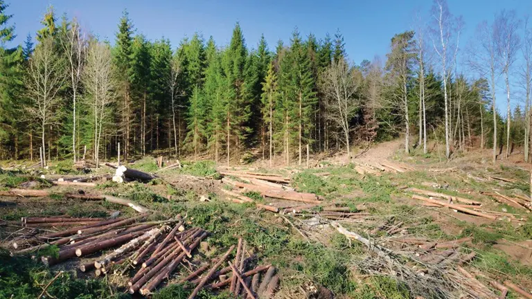 Cleared forest area with felled logs, illustrating logging operations in the forestry industry.