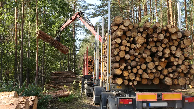 Logging truck being loaded with timber logs by a crane in a forest, illustrating harvesting operations in the forestry industry.