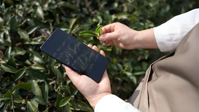 Person using a smartphone to identify a tree by examining a leaf, highlighting tech tools for tree identification.