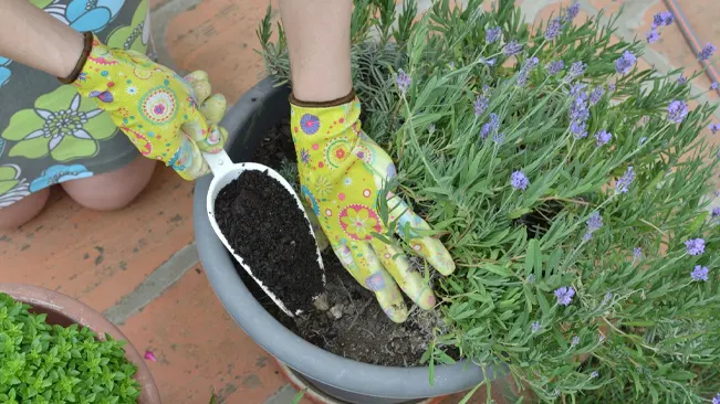 Person adding soil to a potted lavender tree with a garden trowel