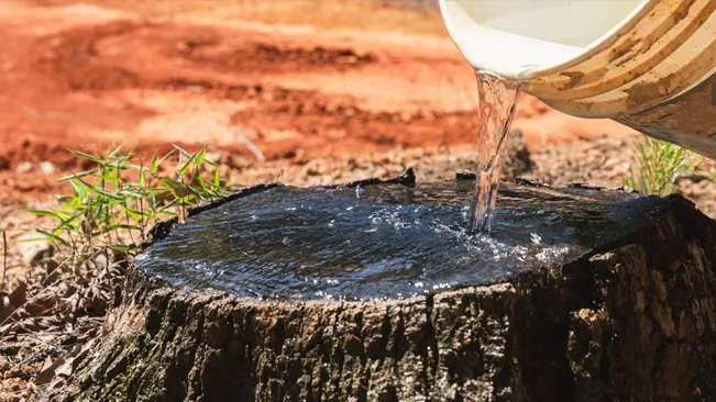 Pouring liquid onto a tree stump for removal