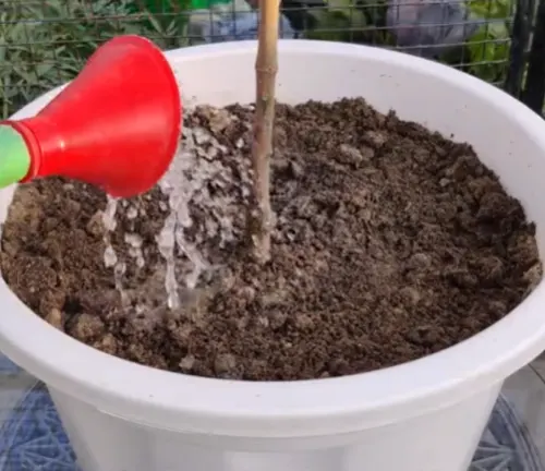 Watering a newly planted mango seedling in a pot.